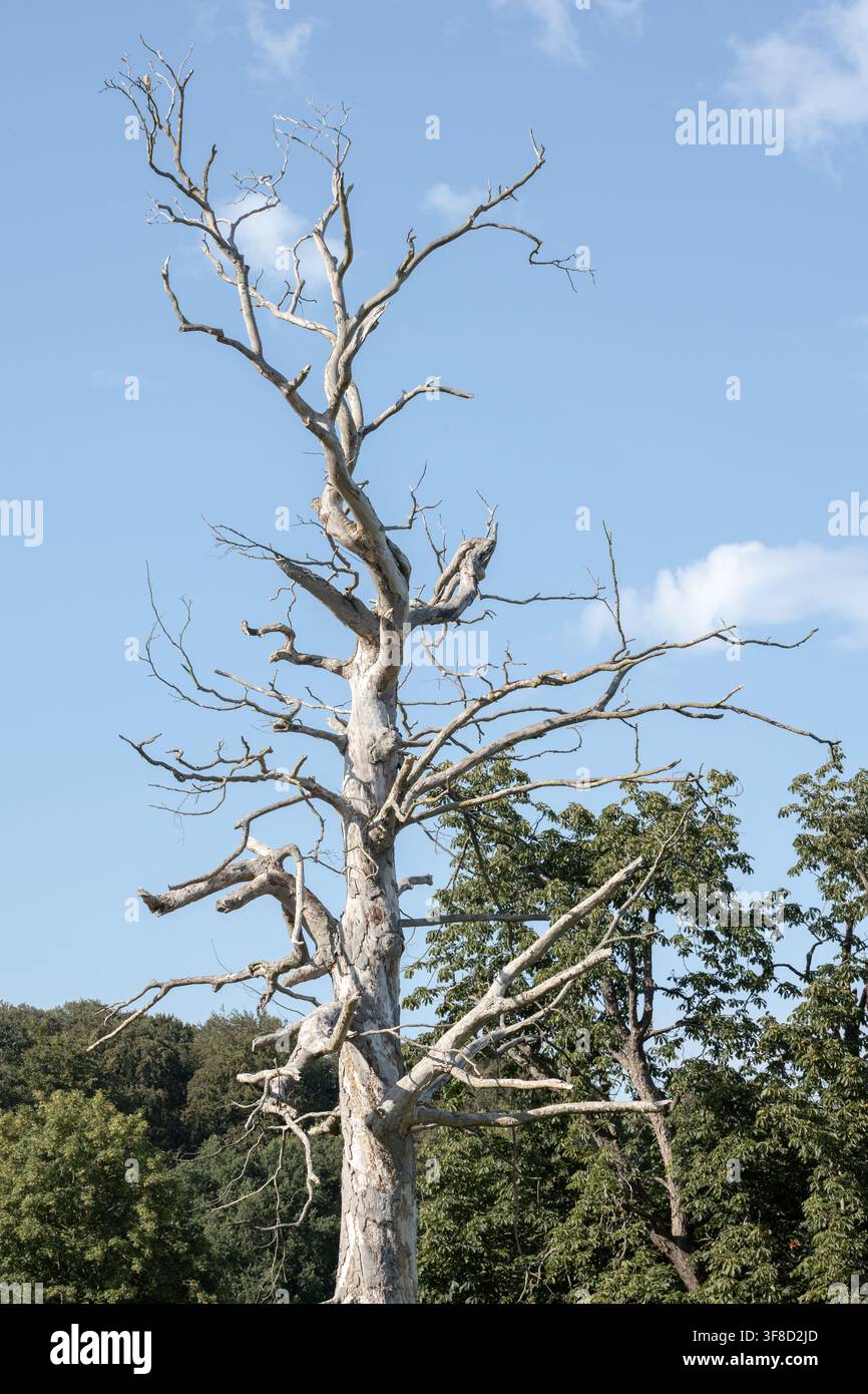 Albero completamente secco e morto Foto Stock