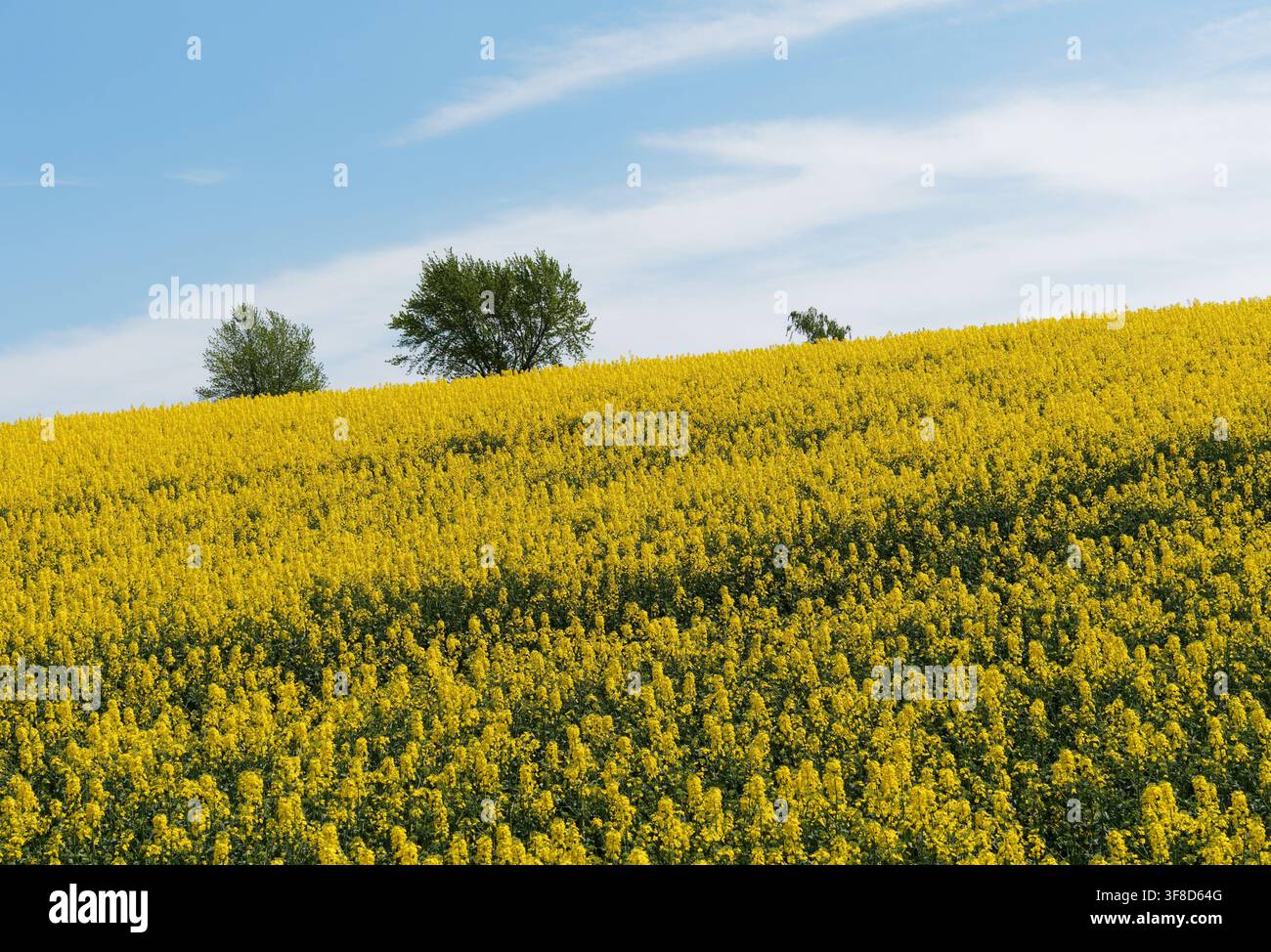 Paesaggio primaverile con colza e cielo blu Foto Stock