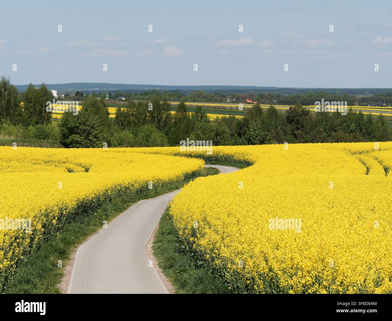 Paesaggio primaverile con colza e cielo blu Foto Stock