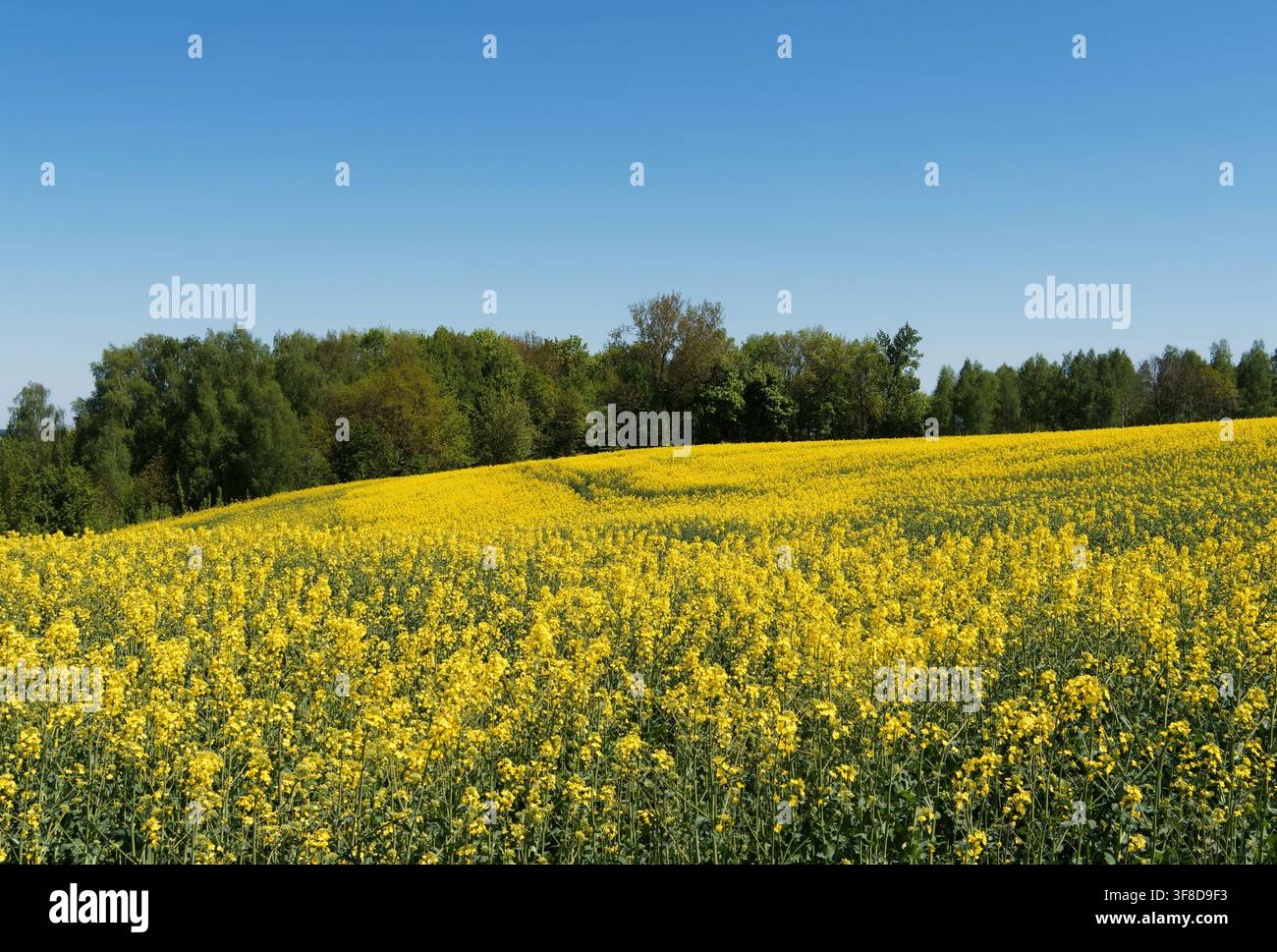 Paesaggio primaverile con colza e cielo blu Foto Stock