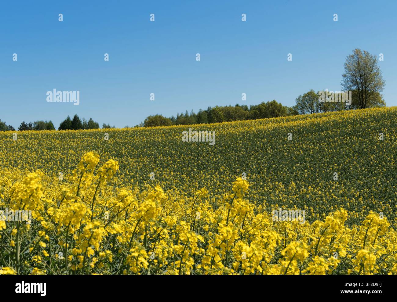 Paesaggio primaverile con colza e cielo blu Foto Stock
