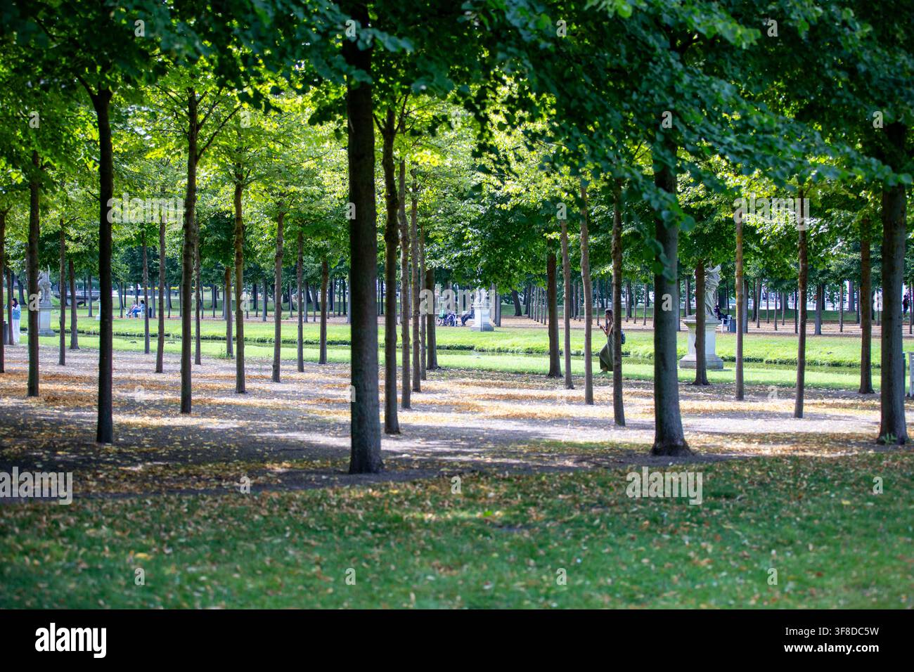 Viale simmetrica di alberi con tronchi perfettamente allineati e chioma verde in un parco pubblico, messa a fuoco selettiva. Foto Stock