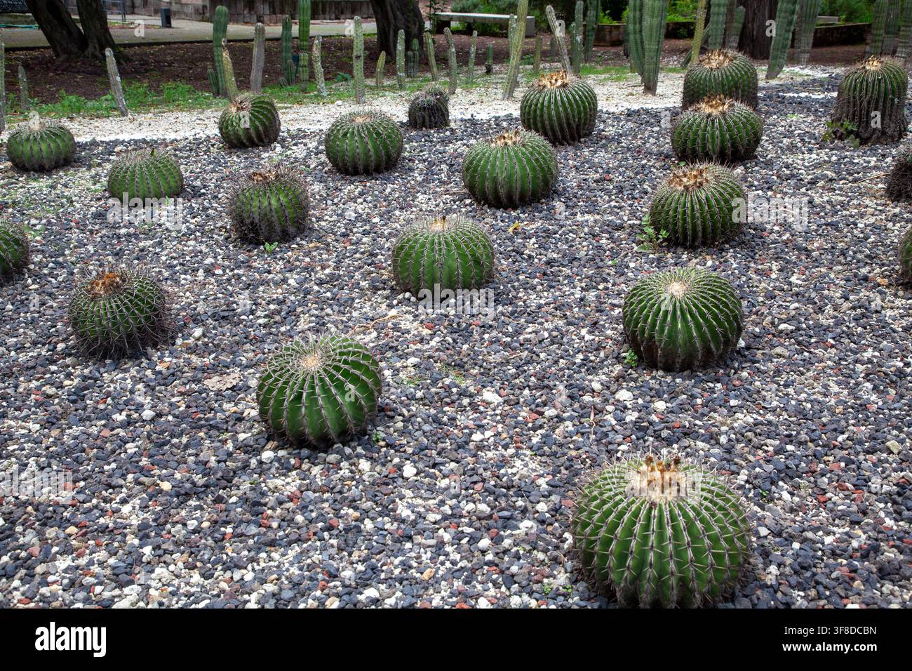 Cactacee al Jardín Botánico del Bosque de Chapultepec, Città del Messico Foto Stock