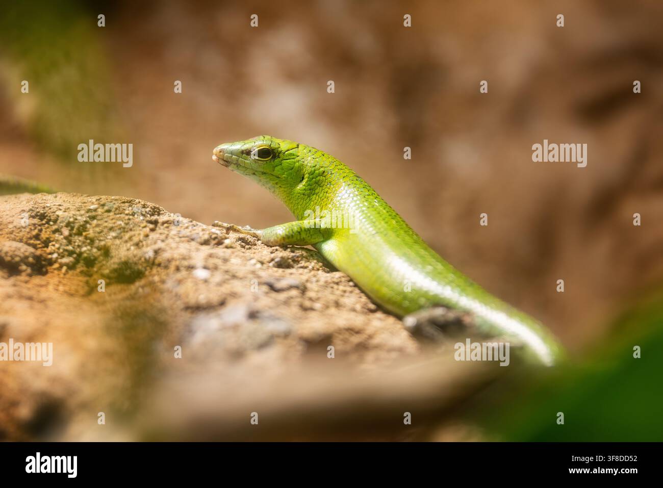Scinco smeraldo, Lamprolepis smaragdina, noto anche come scinco arboricolo verde maculato o scinco verde smeraldo. Foto Stock