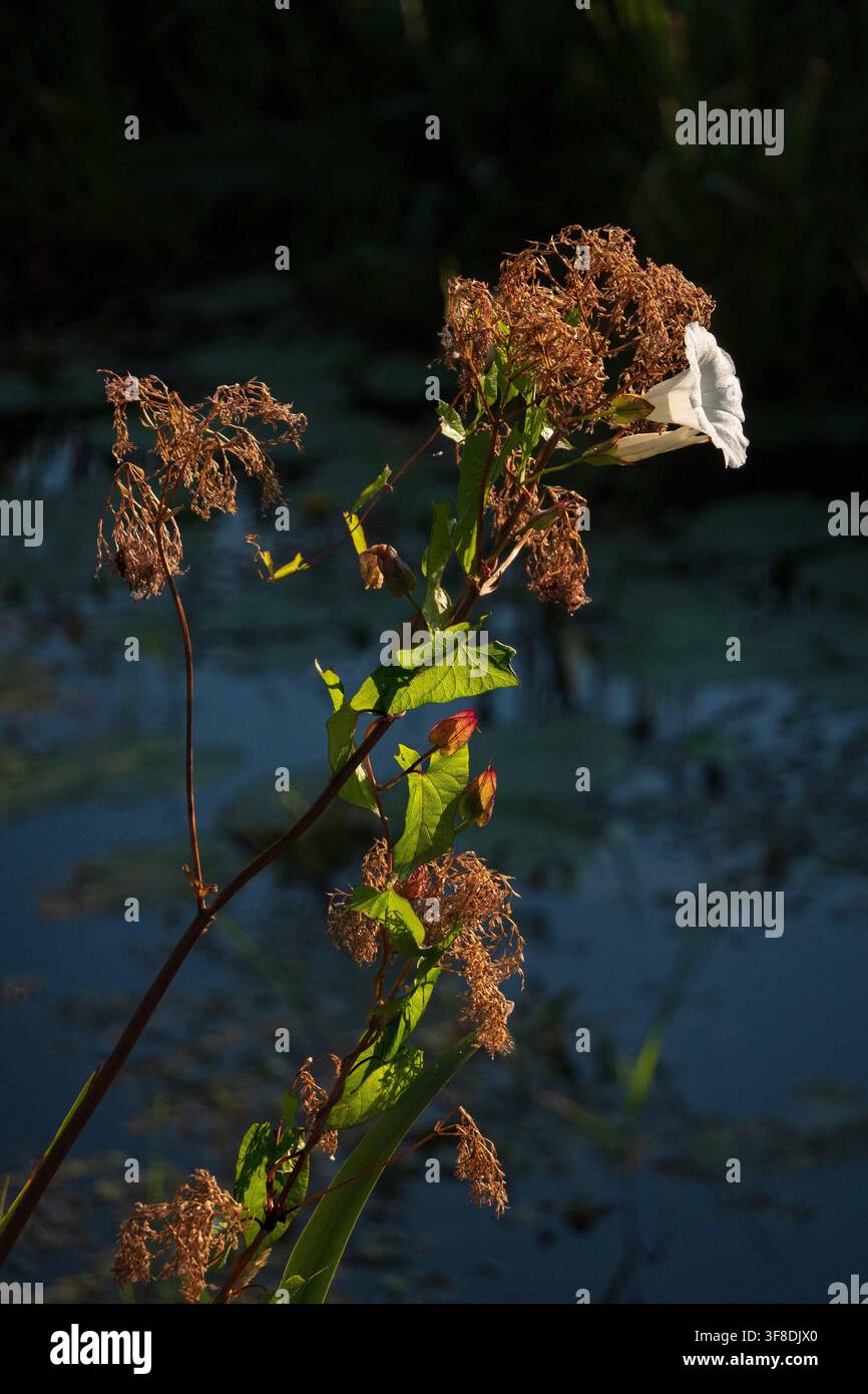 Convolvolo fiorito che ricopre l'angélica selvatica Foto Stock