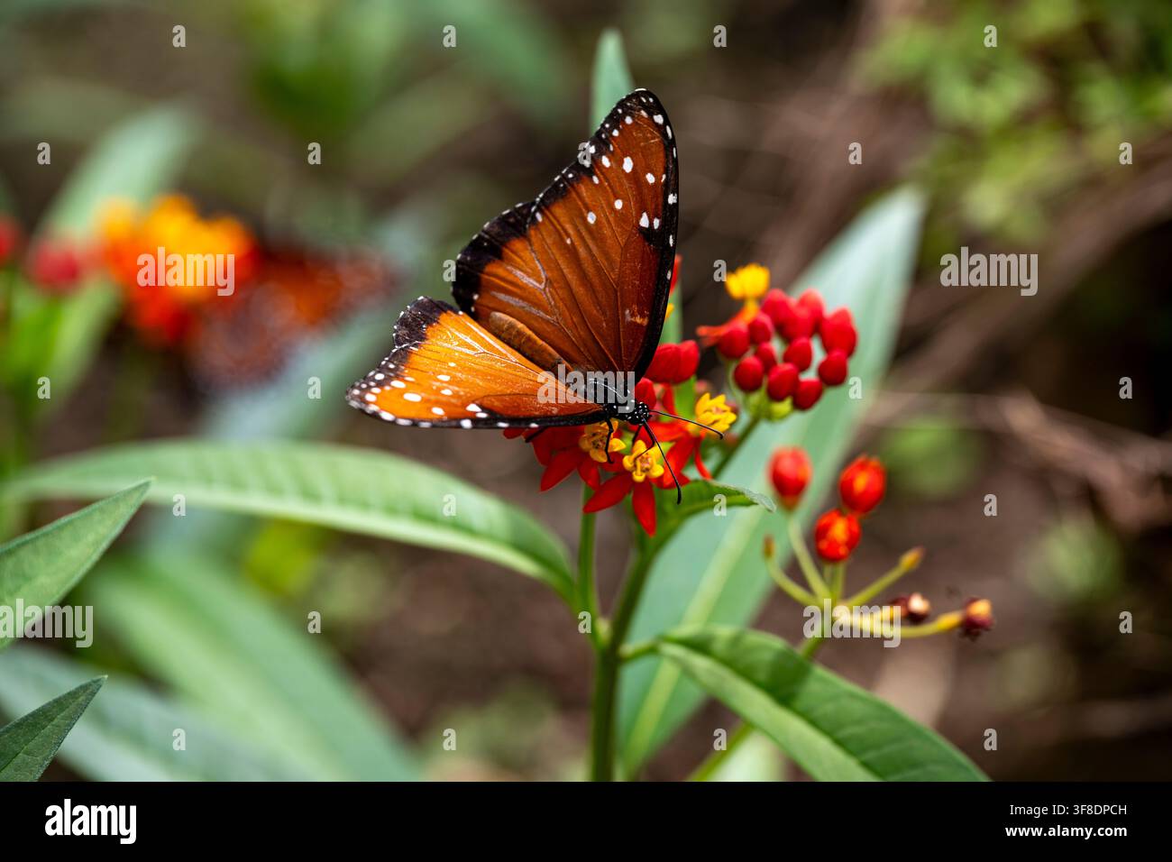 Farfalla monarca che impollina fiori rossi e gialli Foto Stock