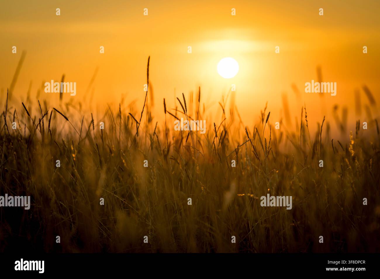 Caldo bagliore di erba alta e steli di grano al tramonto Foto Stock