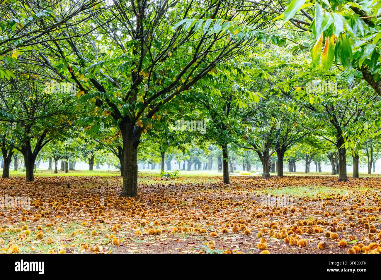 Porepunkah, Australia – 09 aprile 2026: Una vista su un bosco di castagni con alberi maturi e file che si estendono in lontananza, con numerosi ches spinosi Foto Stock