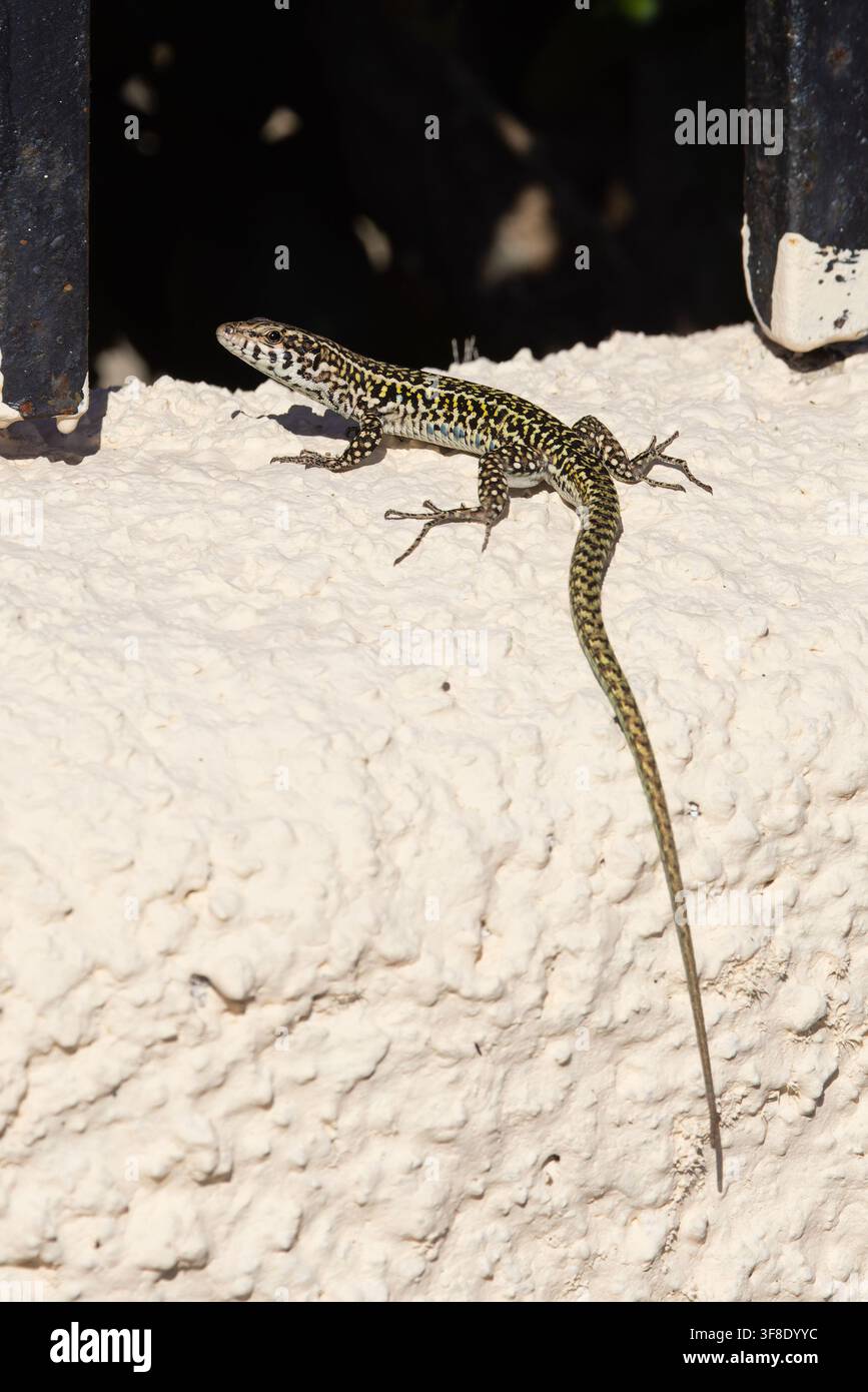 Sauria murale tirrenico (Podarcis tiliguerta) Sardegna luglio 2026 Foto Stock