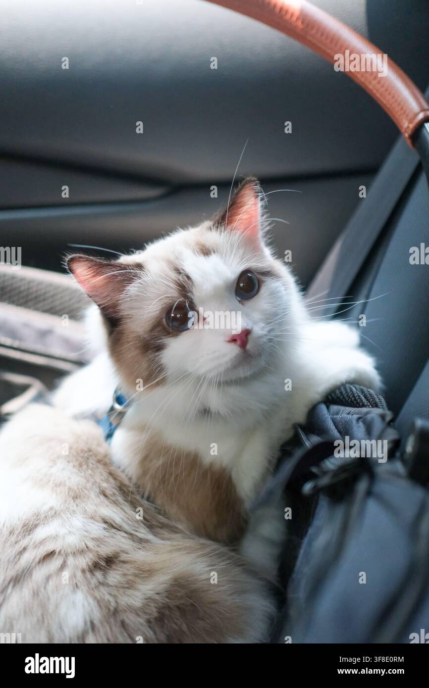 Simpatico gatto Ragdoll seduto all'interno di un cesto in auto, pronto per il viaggio con un'espressione calma e adorabile Foto Stock