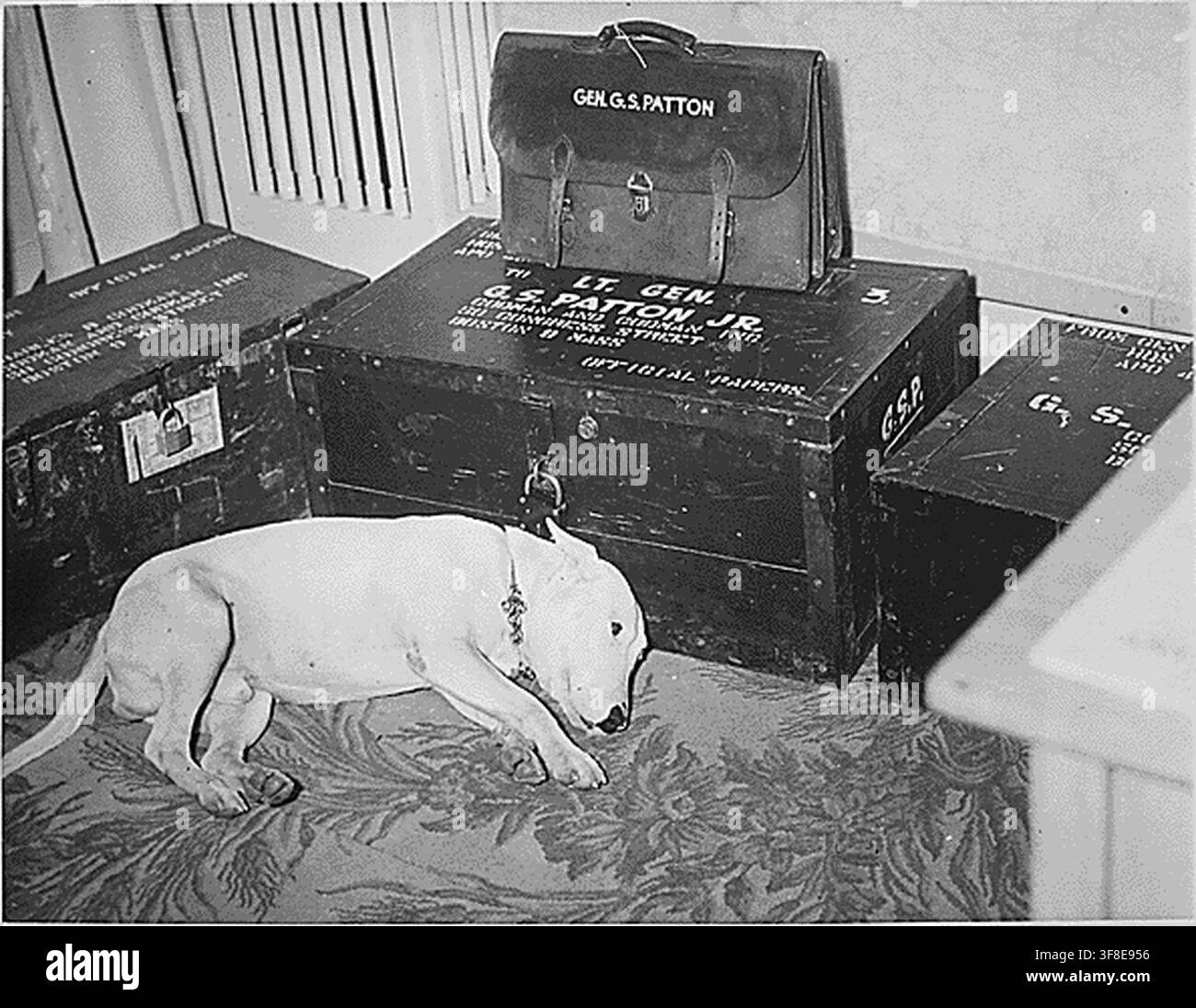 Il generale George S. Patton, Jr., ufficiale dell'esercito degli Stati Uniti, è compianto dal suo bull terrier 'Willie', a Bad Nauheim, in Germania, dopo la morte del generale, da International News Photos nel 1946. Foto Stock