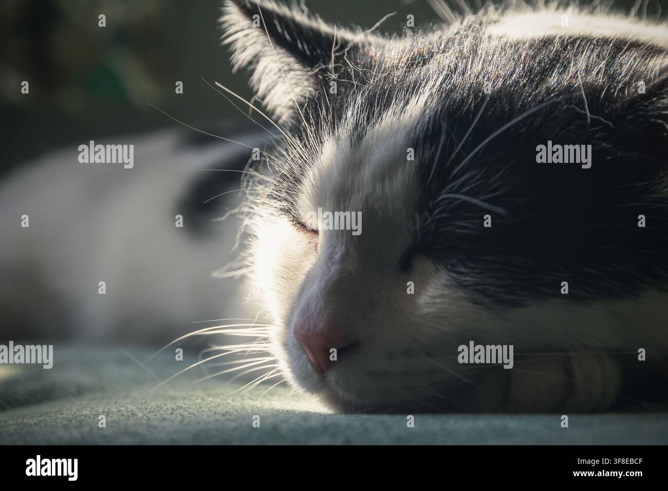 Un ritratto in primo piano di un gatto bianco e nero che riposa pacificamente in una luce morbida e drammatica Foto Stock