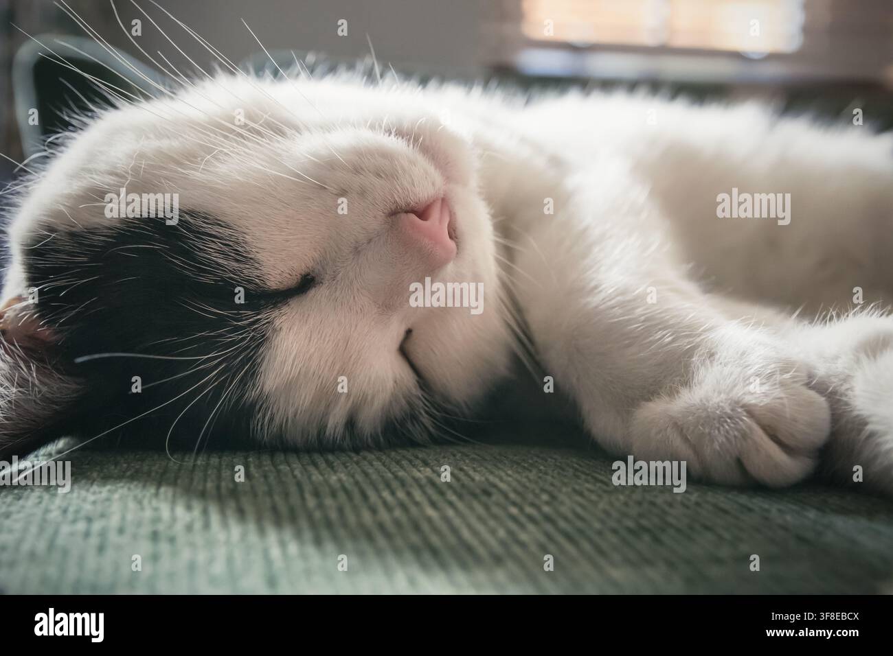 Prima piano di un gatto bianco e nero che dorme sul divano Foto Stock