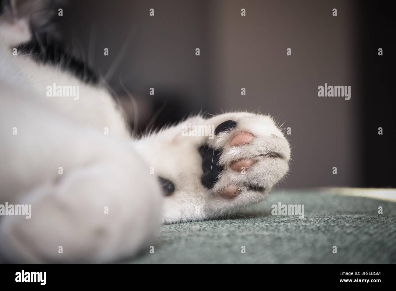 Primo piano della zampa di un gatto bianco e nero Foto Stock