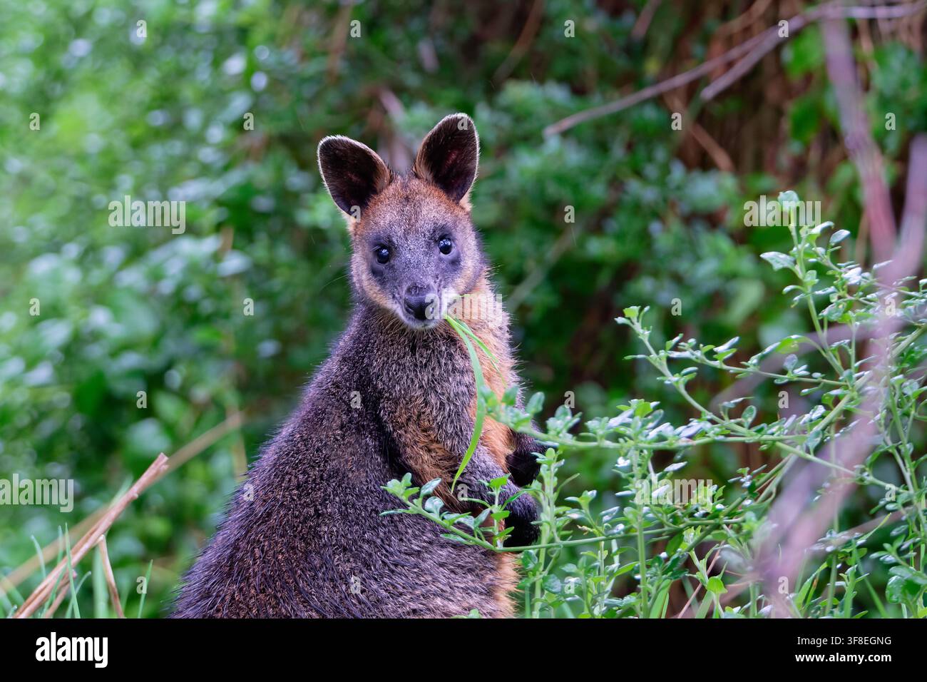Wallaby curioso Foto Stock