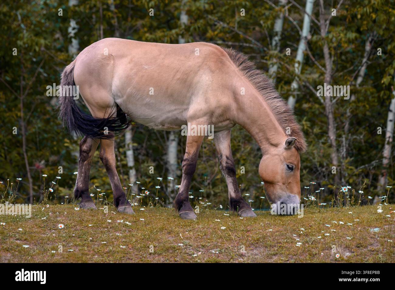 Cavallo di Przewalski - Equus ferus przewalskii Foto Stock