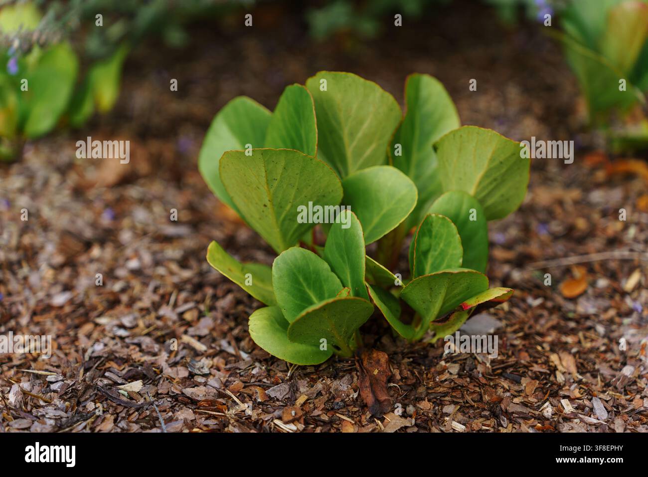 Prima vista di una pianta fresca di Bergenia cordifolia con foglie verdi spesse che crescono in terreno scuro da giardino, perfetta per progetti botanici o naturali Foto Stock
