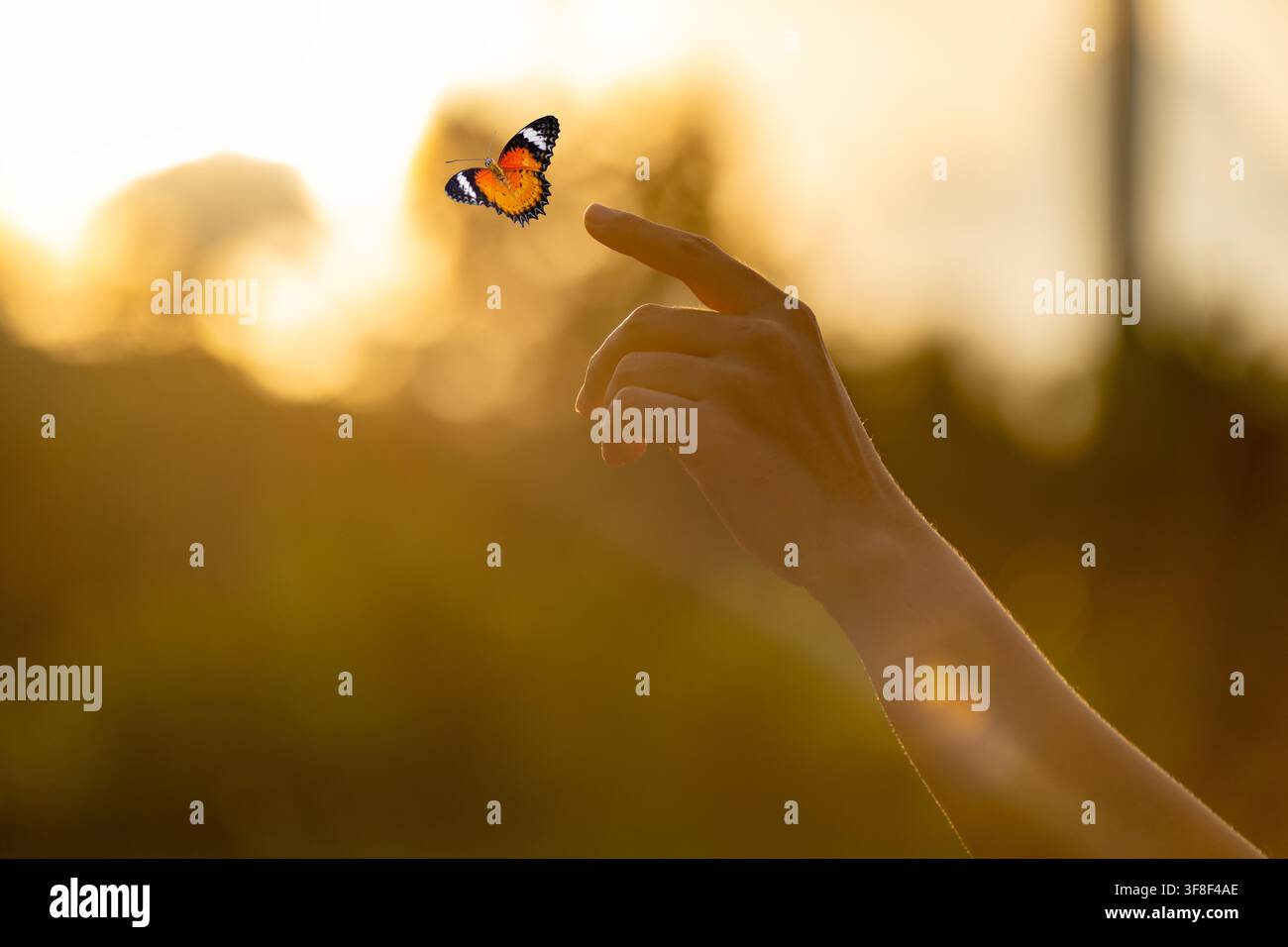 Farfalla che vola sopra una mano aperta con luce bokeh dorata che simboleggia libertà, speranza e trasformazione spirituale su uno sfondo di tramonto caldo Foto Stock
