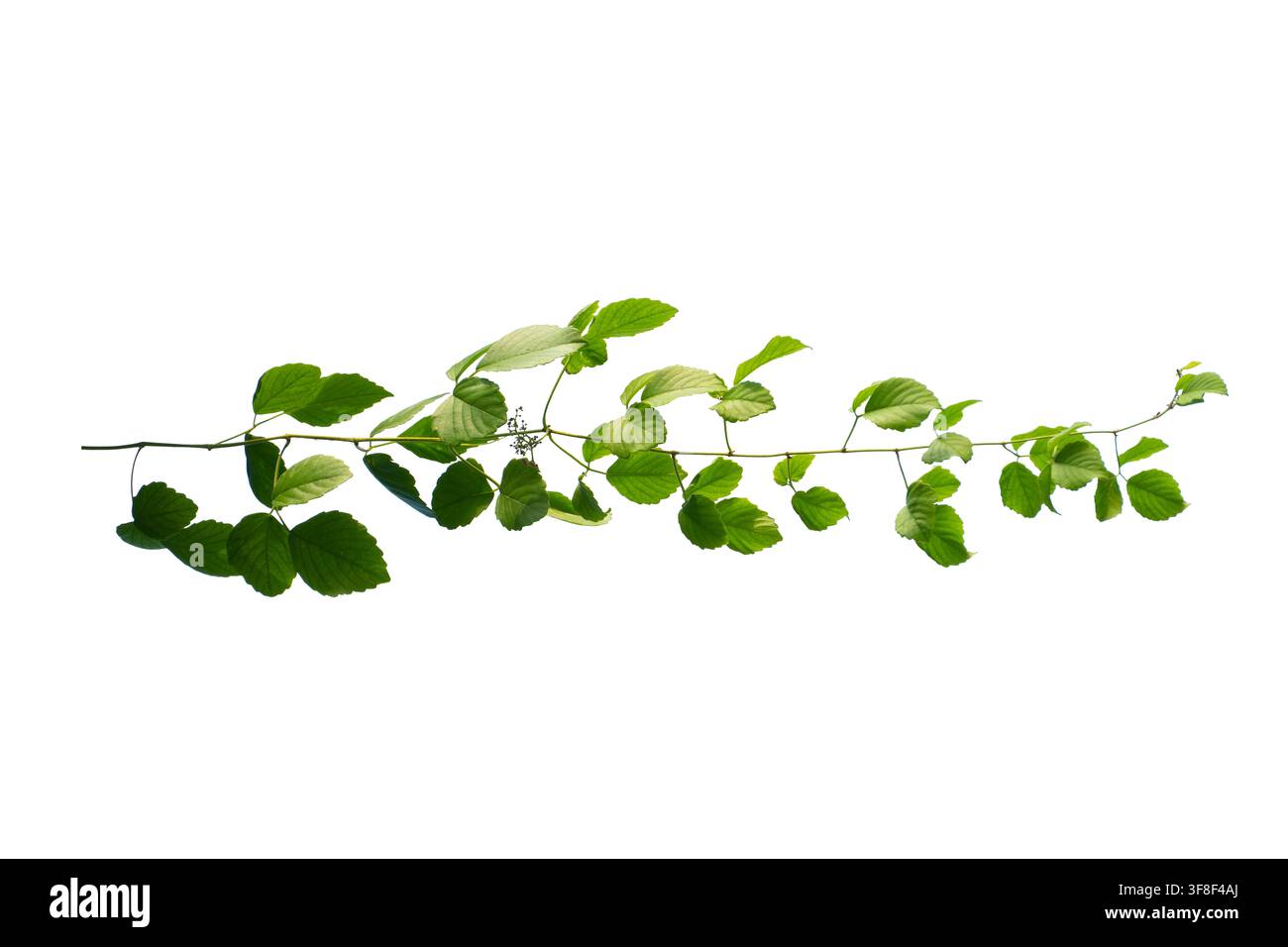 Vigna verde con foglie isolata su sfondo bianco Ramo di pianta tropicale Concetto naturale Foto Stock