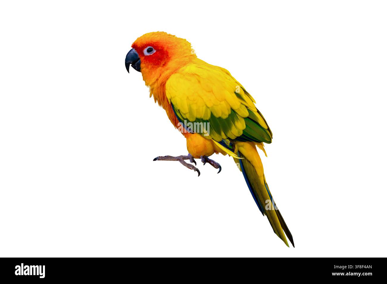 Conure colorata isolata su sfondo bianco, uccello esotico tropicale, ritratto Foto Stock