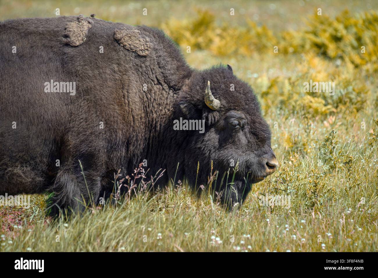 Bison americano - Bison bison Foto Stock