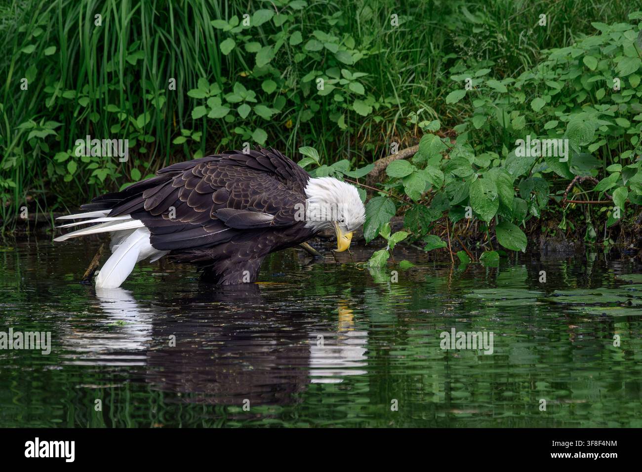 Bald eagle - Haliaeetus leucocephalus Foto Stock