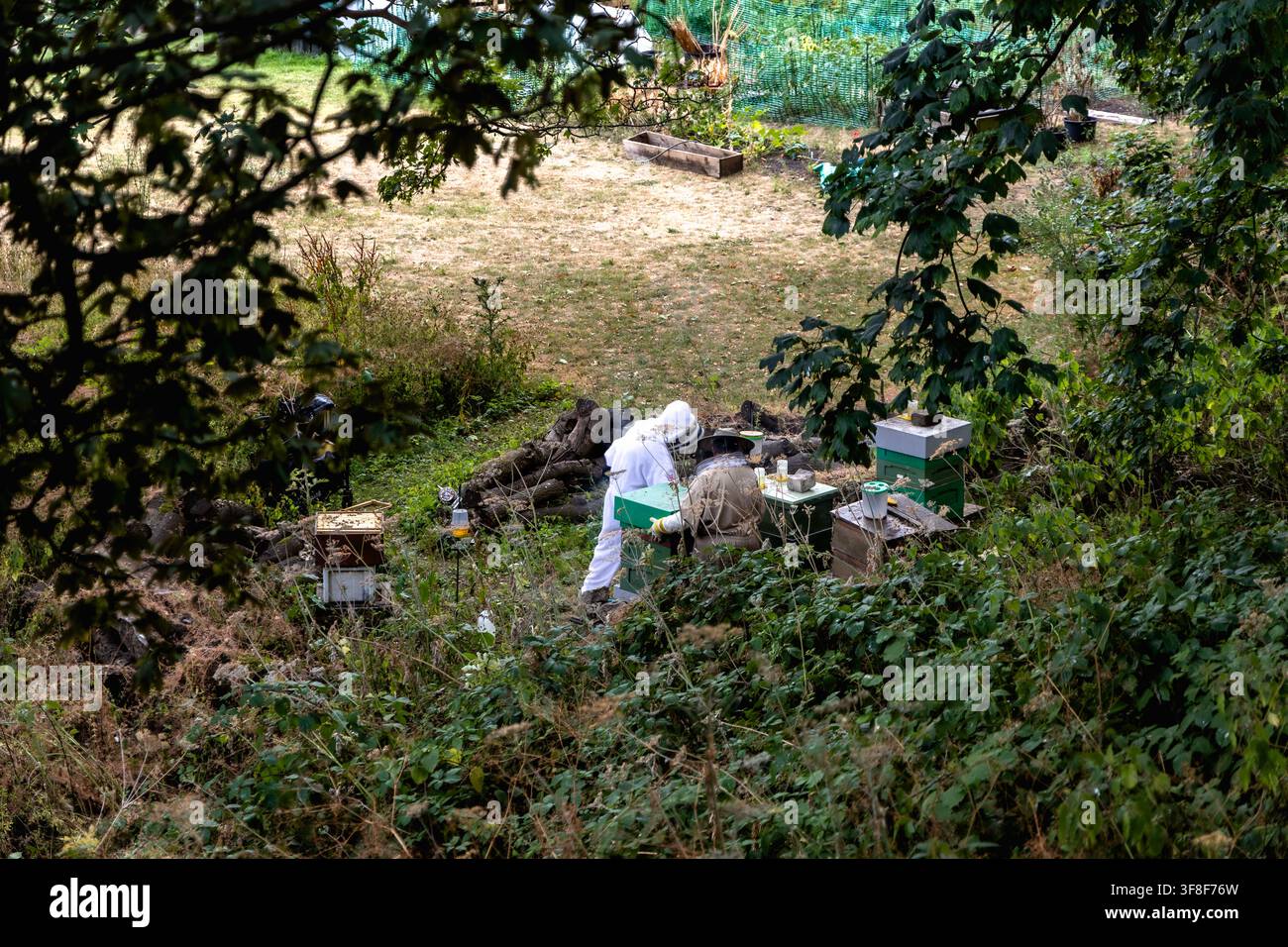 York, Inghilterra, Regno Unito - 18 luglio 2026: Due apicoltori in tuta protettiva lavorano tra le arnie in un apiario verde e appartato tra gli alberi Foto Stock