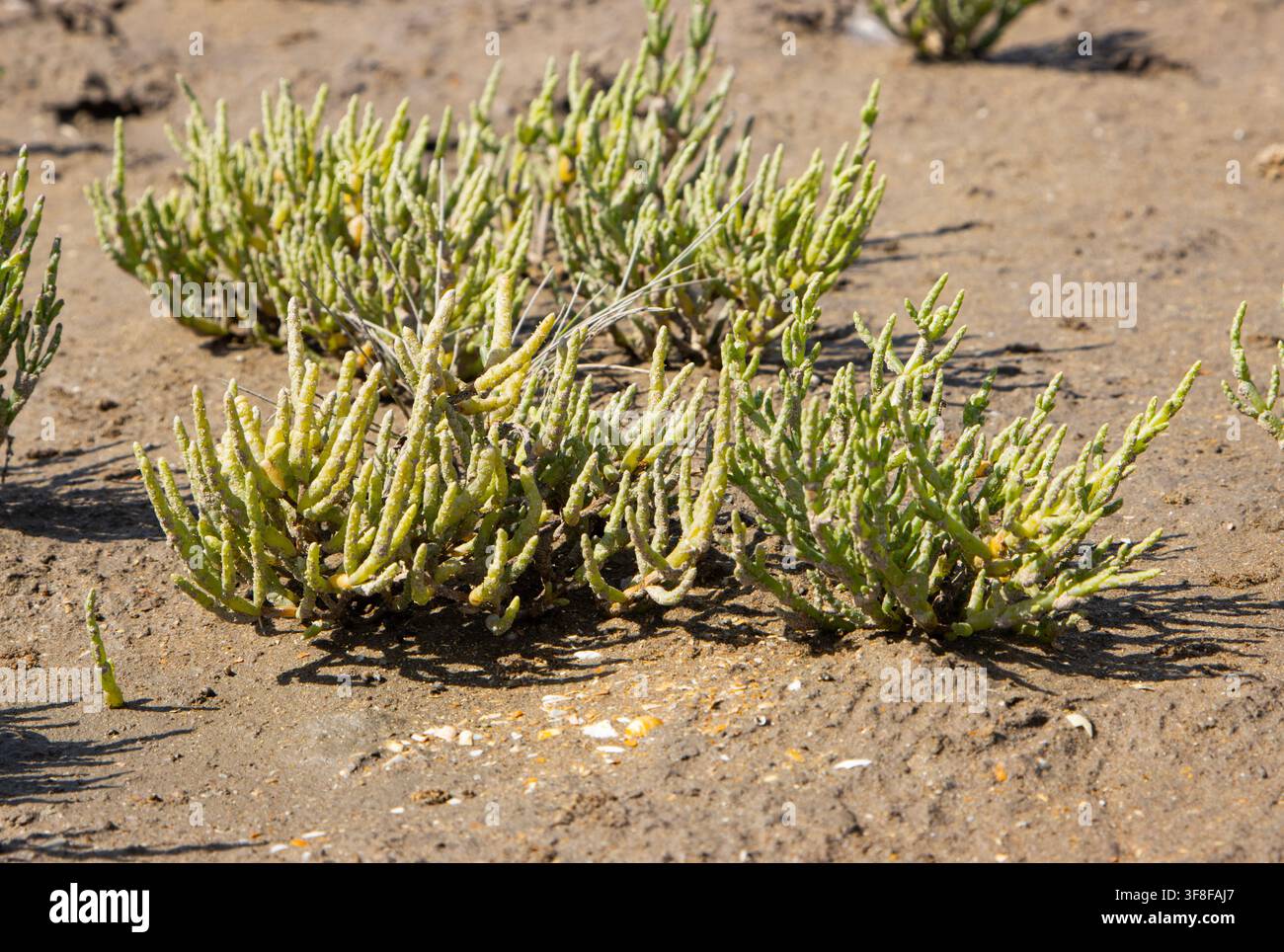 Il Marsh Samphire cresce nelle paludi salate e può resistere a una regolare inondazione con acqua di mare. La pianta è commestibile e viene spesso aggiunta alle insalate Foto Stock