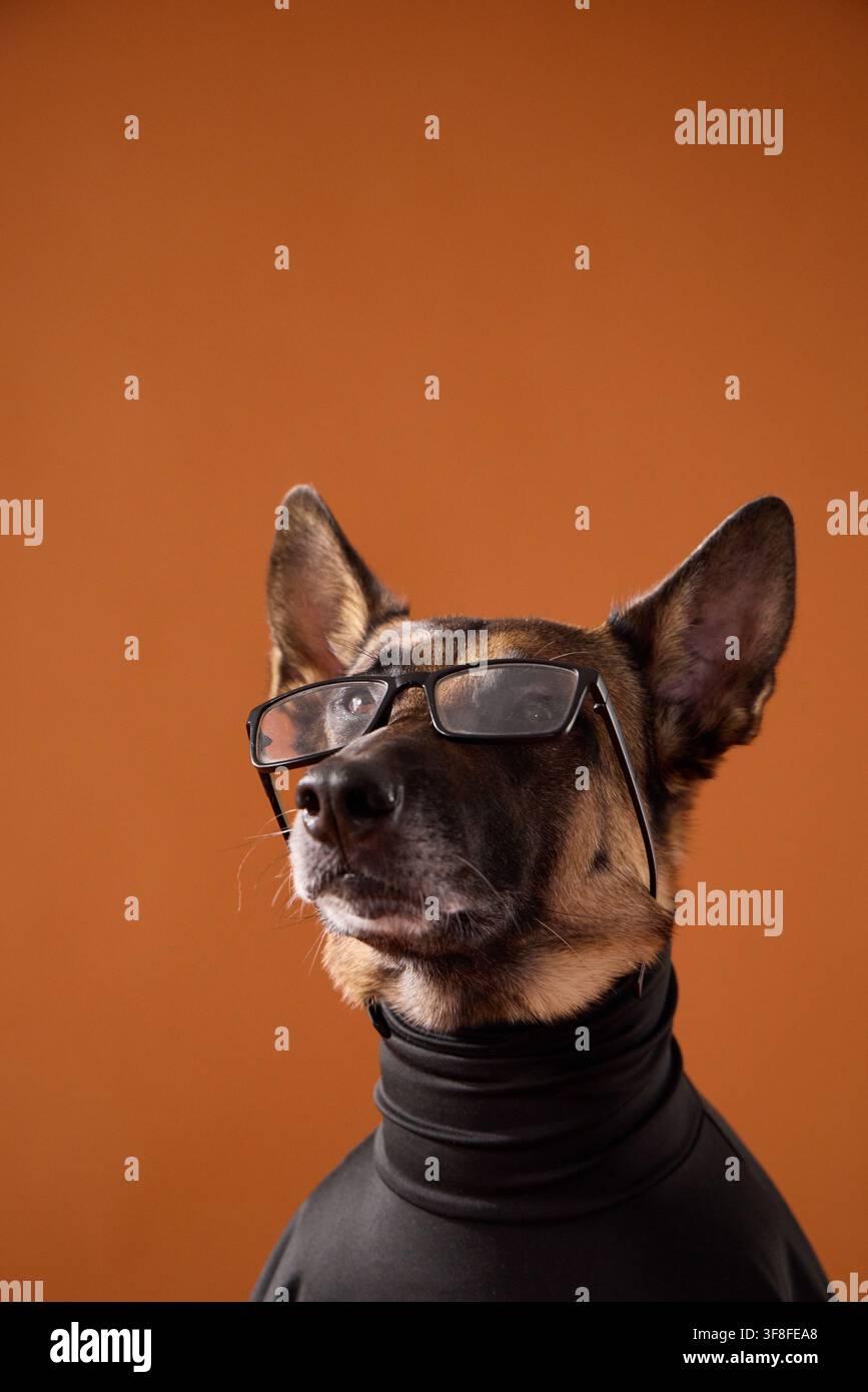 Malinois belga indossa occhiali e un dolcevita nero su sfondo arancione. Ritratto di studio creativo che suggerisce intelligenza, istruzione, professionalità Foto Stock