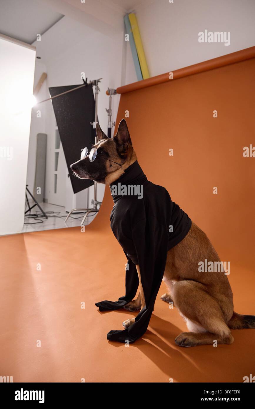 Malinois belga seduto in costume accanto a equipaggiamento da studio visibile e fondale. Una vista dietro le quinte rivela il processo creativo degli animali domestici professionisti Foto Stock