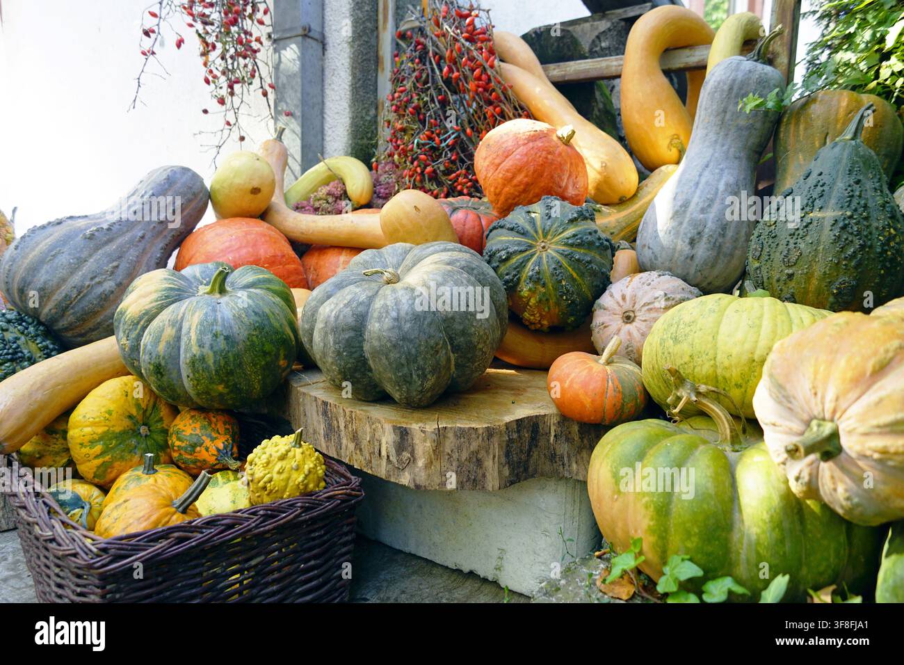 Esposizione all'aperto di zucche antiche miste disposte con cesto di vimini e rami di rosa canina. Celebrazione tradizionale del raccolto e diversità di colture antiche Foto Stock