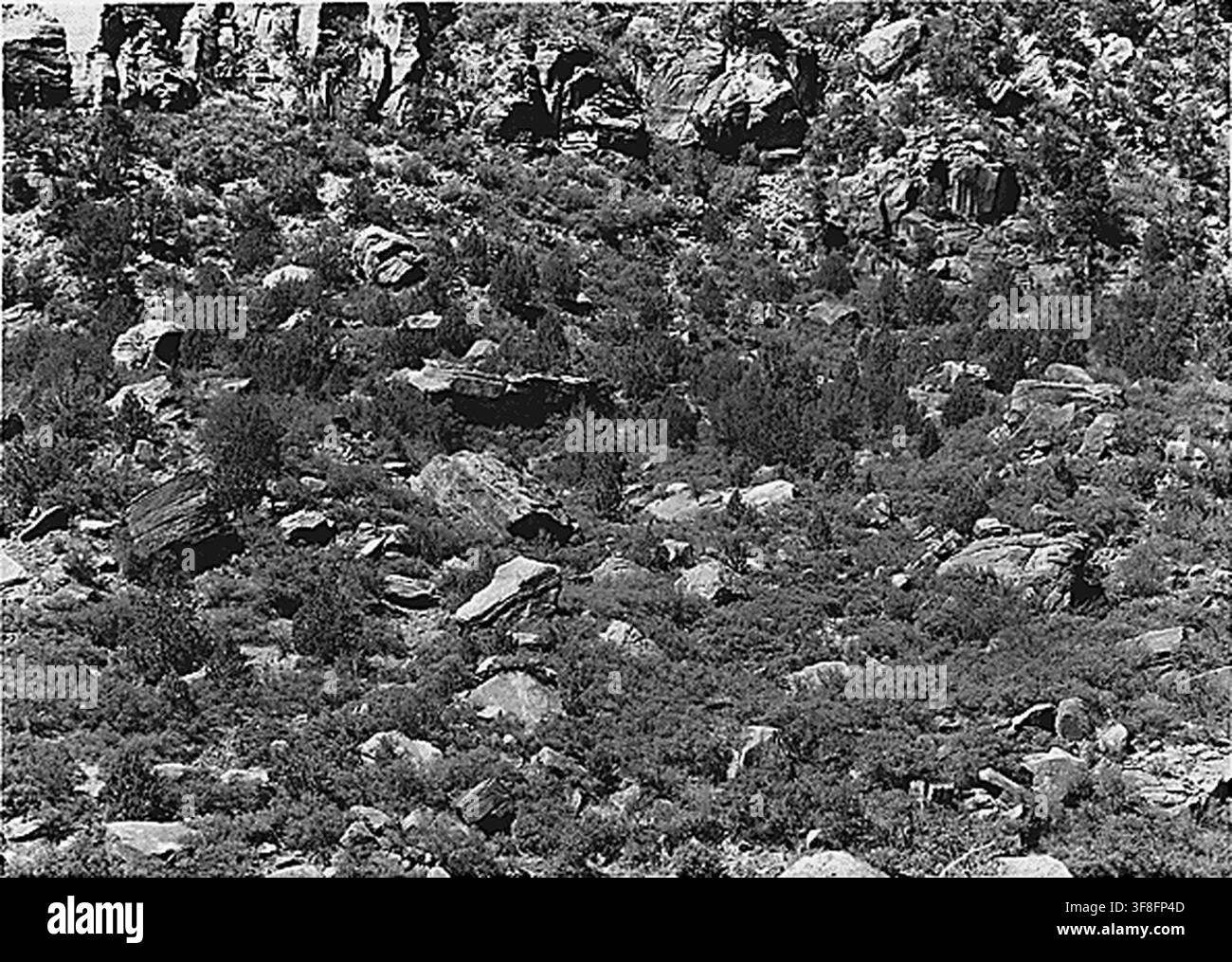 Una veduta del 1929 di una foresta rachitica su pendii esposti nello Zion National Park, con Juniperus dell'Utah, pino pinyon e querce vive. Foto Stock