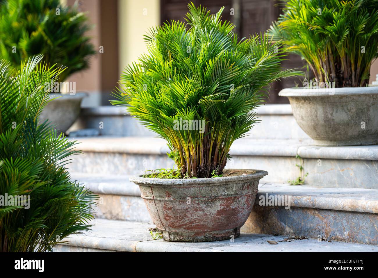 Palma Areca verde lussureggiante conosciuta come Dypsis lutescens o Palma del Canale Dorato che cresce in un vaso di ceramica all'aperto. Foto Stock