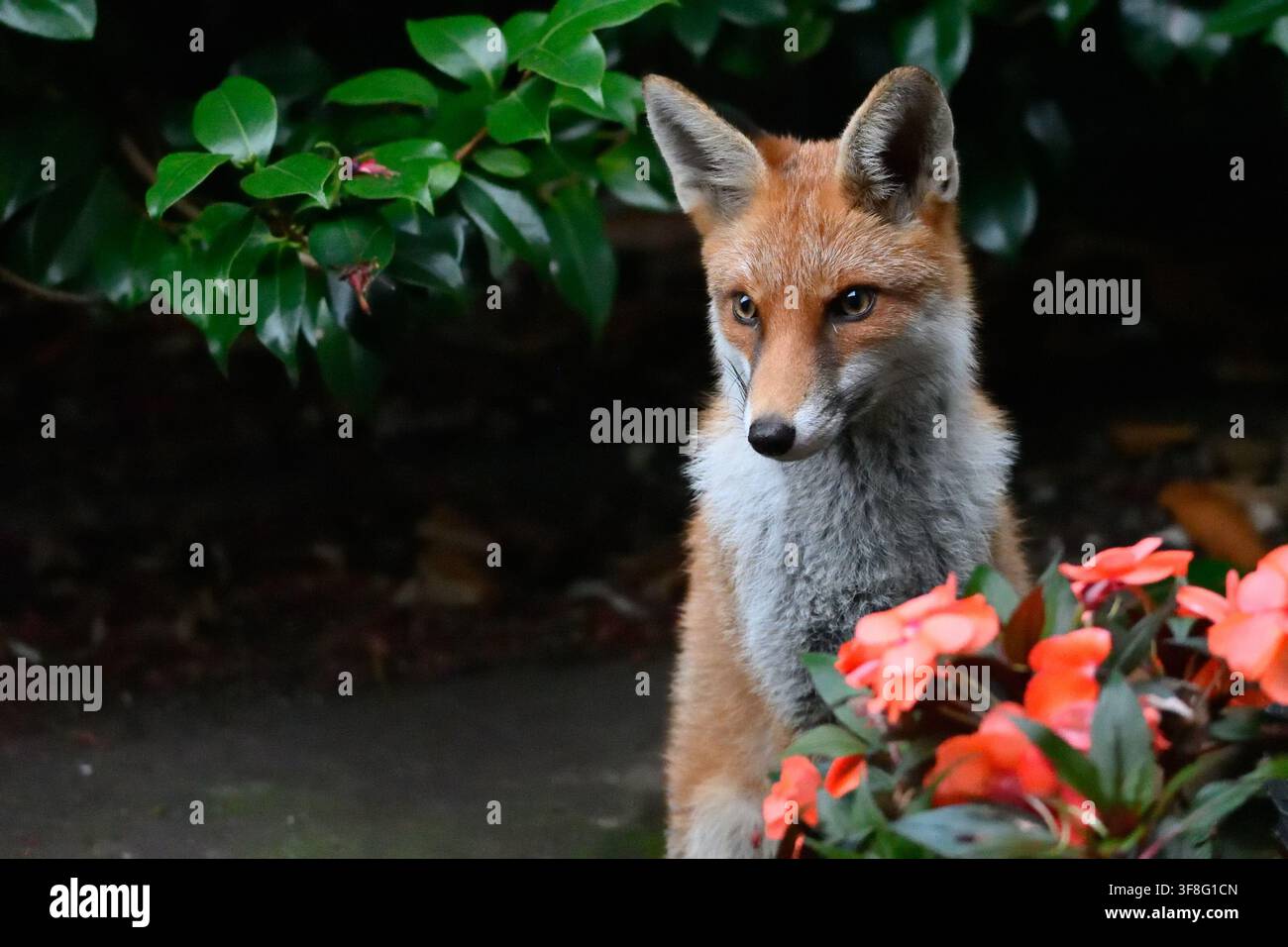 Volpe (Vulpes vulpes) Foto Stock