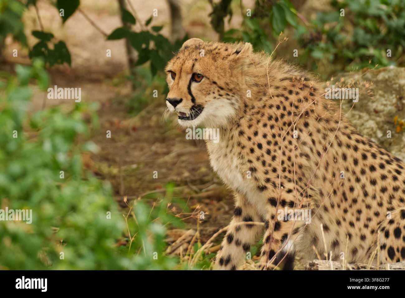 Un ritratto del ghepardo Acinonyx che osserva l'ambiente circostante, rappresentando una consapevolezza predatoria. Foto Stock