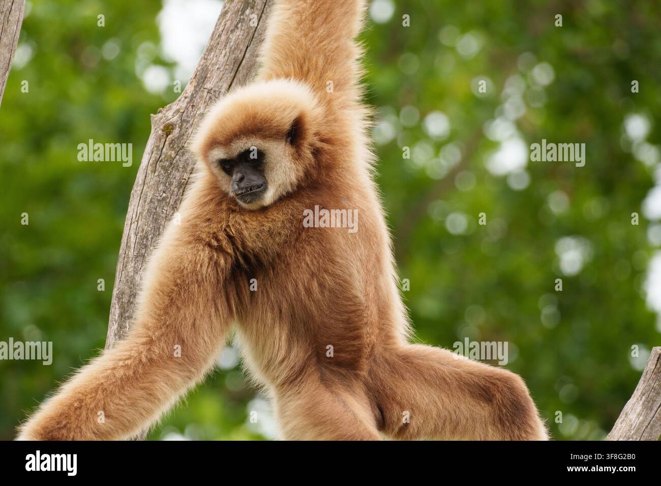 Gibbone bianco che allunga il braccio verso l'alto mostrando dominanza nell'ambiente dello zoo. Foto Stock