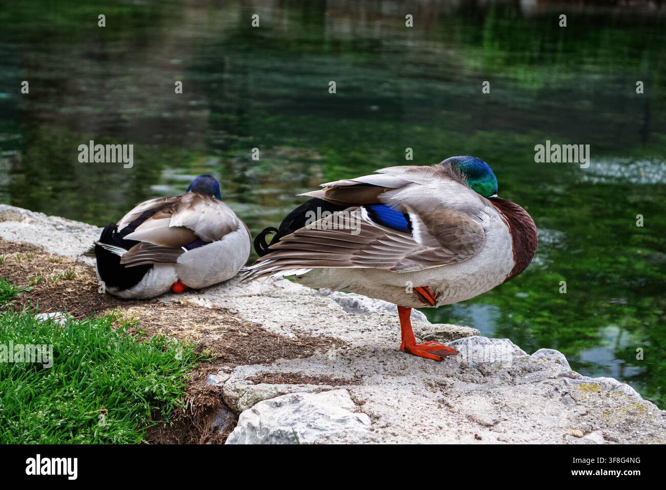 Due anatre maschi di tacchino che riposano accanto a uno stagno verde Foto Stock
