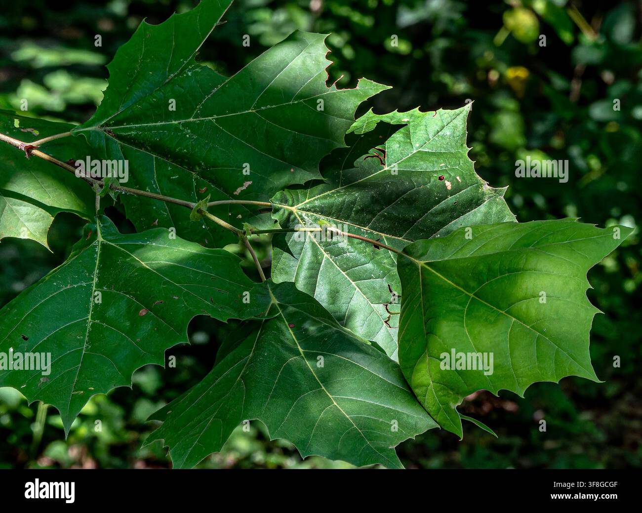 foglie verdi con disposizione opposta delle foglioline, caratteristica di un frassino Foto Stock