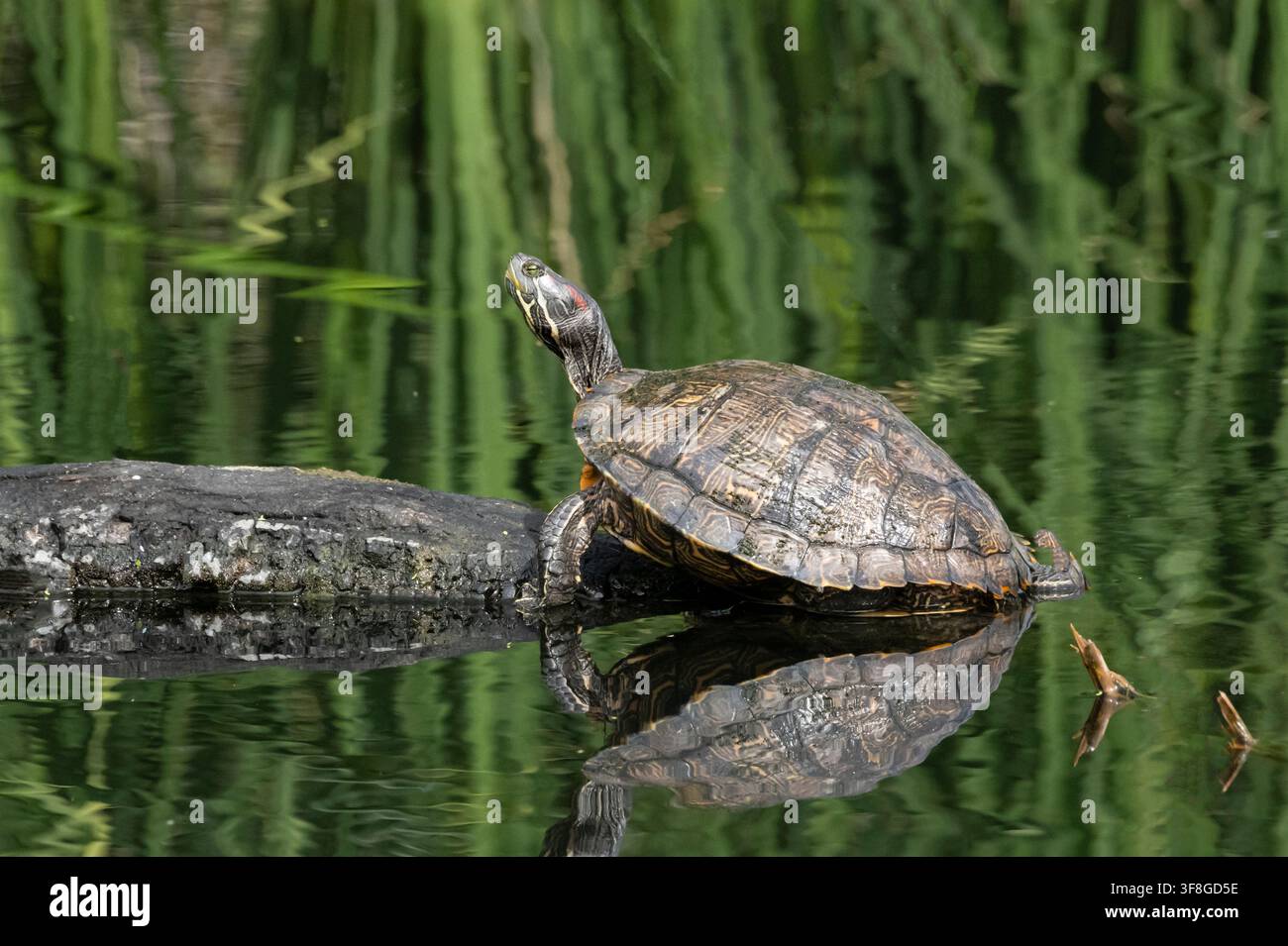 ; Anfibio; Tartaruga; Primavera; Tartaruga dalle orecchie rosse (Trachemys scripta elegans); Specie invasiva; Arizona Foto Stock