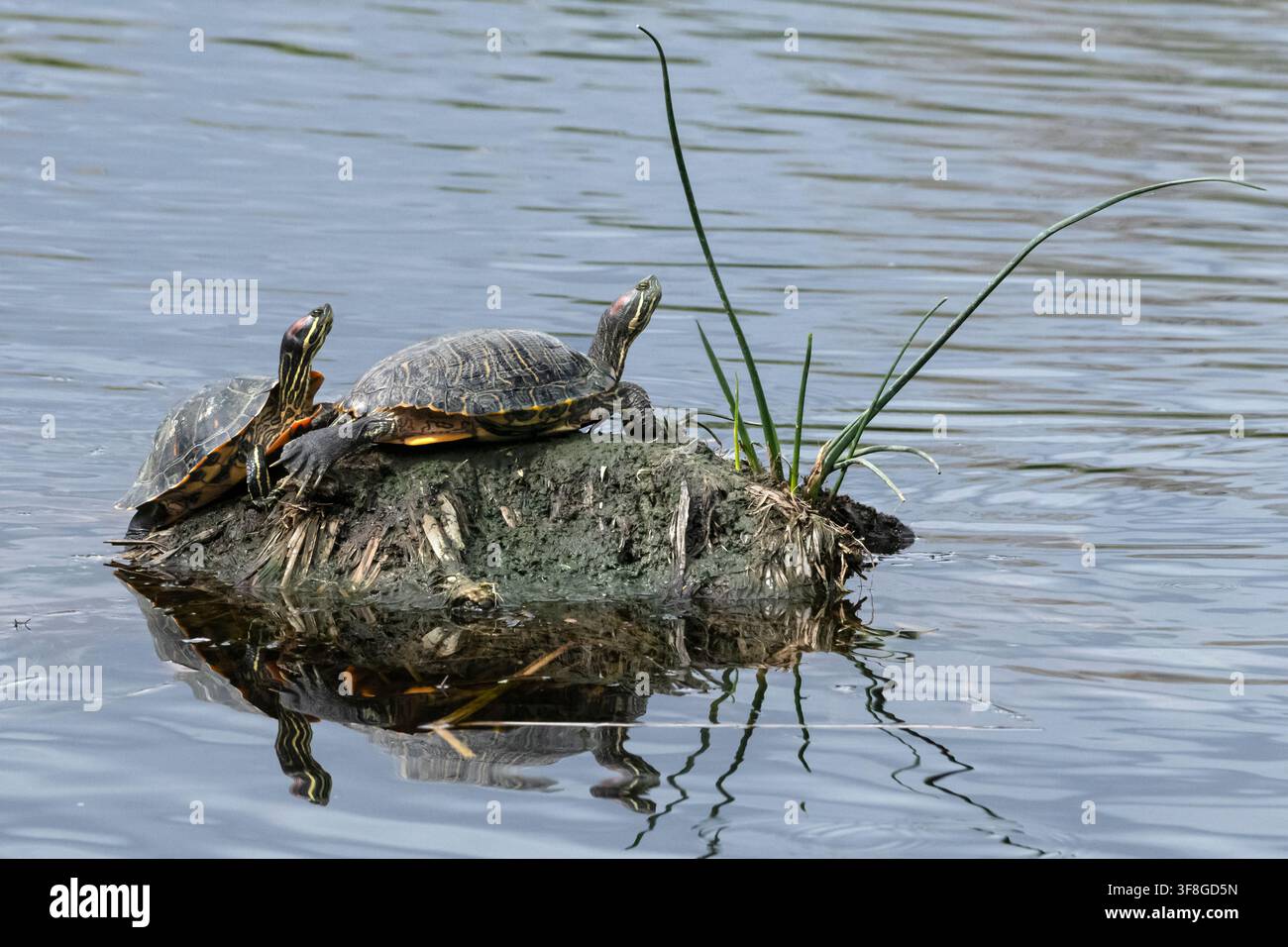 ; Anfibio; Tartaruga; Primavera; Tartaruga dalle orecchie rosse (Trachemys scripta elegans); Specie invasiva; Arizona Foto Stock