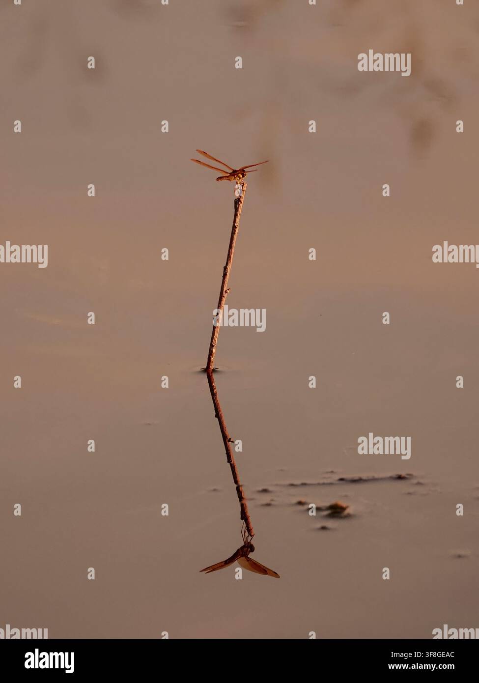 Una sola libellula rossa appollaiata su un sottile ramoscello che emerge dall'acqua calma con un riflesso chiaro durante il tramonto Foto Stock