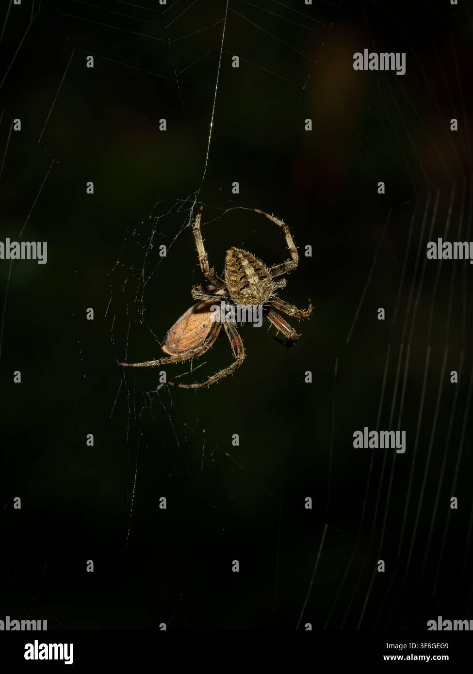 Prima piano di un ragno tessitore che riposa sulla sua intricata tela nel buio con dettaglio macro nitido e comportamento predatorio naturale Foto Stock