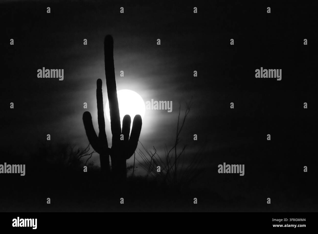 Una super luna sorge dietro un cactus Saguaro nella Foresta Nazionale di Coronado vicino a Tucson, AZ il giorno di Capodanno del 2018 Foto Stock