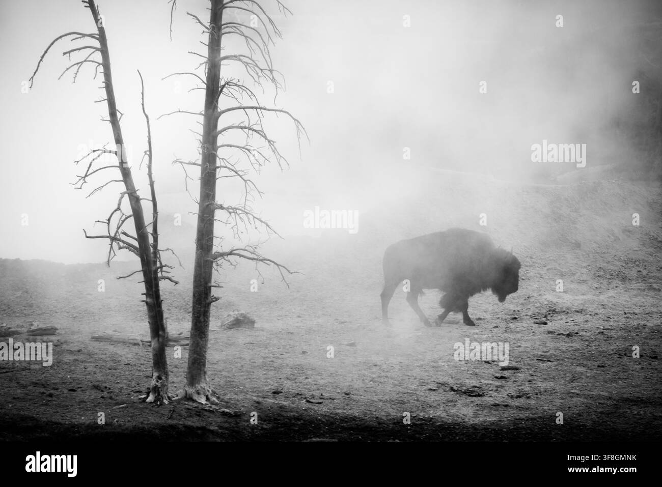 La silhouette di un bufalo solitario si aggira nel vapore delle sorgenti calde del Parco Nazionale di Yellowstone. Foto Stock