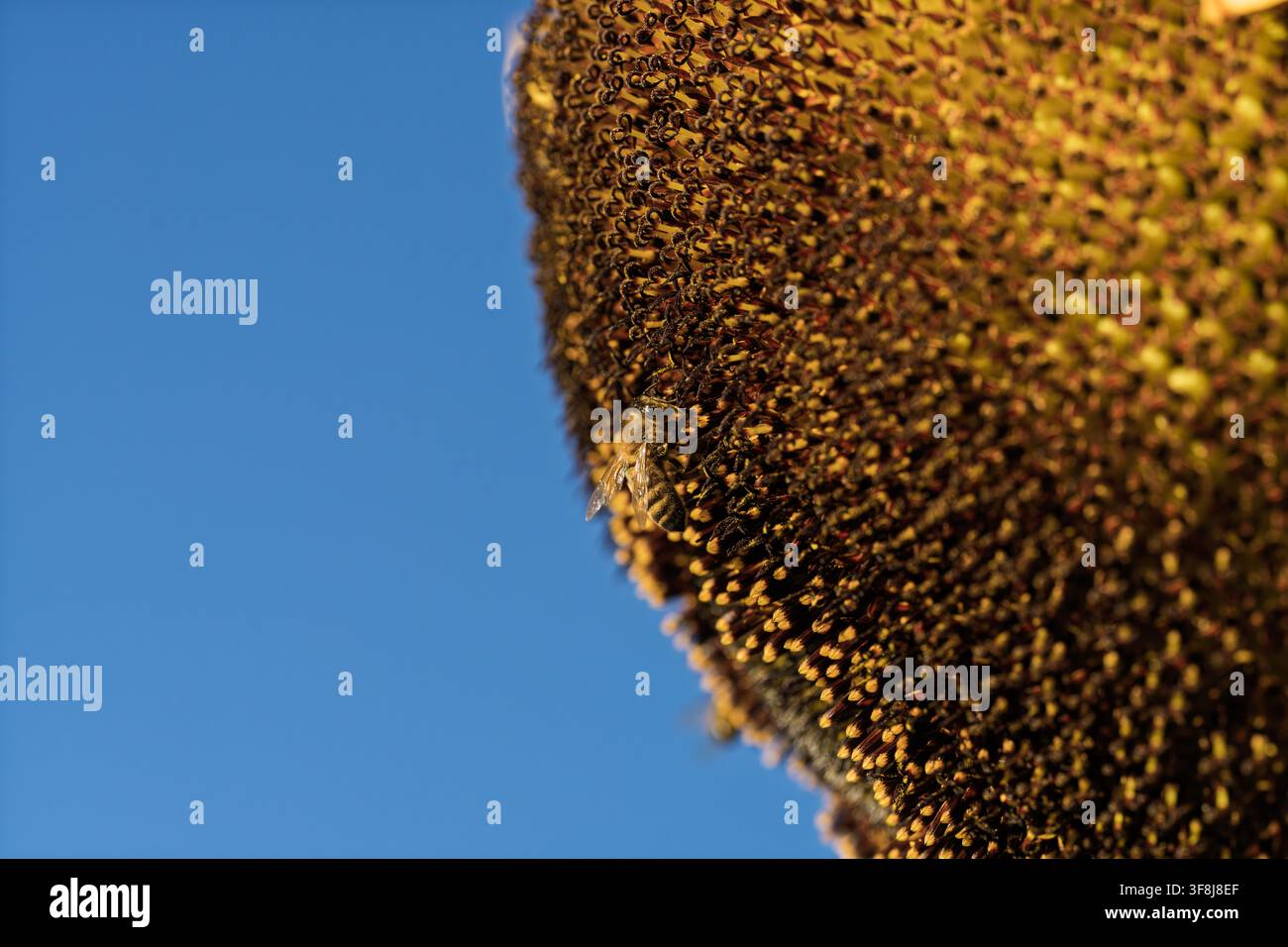 Ape con nido d'api che vola, nel cielo blu, con nido d'api, ape, da una prospettiva dall'alto verso il basso, con accenti marroni e gialli, e atmosfera naturale e serena Foto Stock