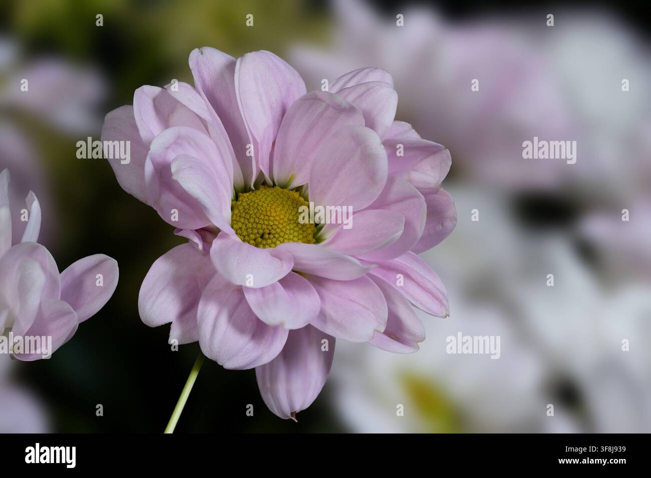 Delicata fiore di crisantemo rosa con sfondo floreale morbido e sfocato Foto Stock