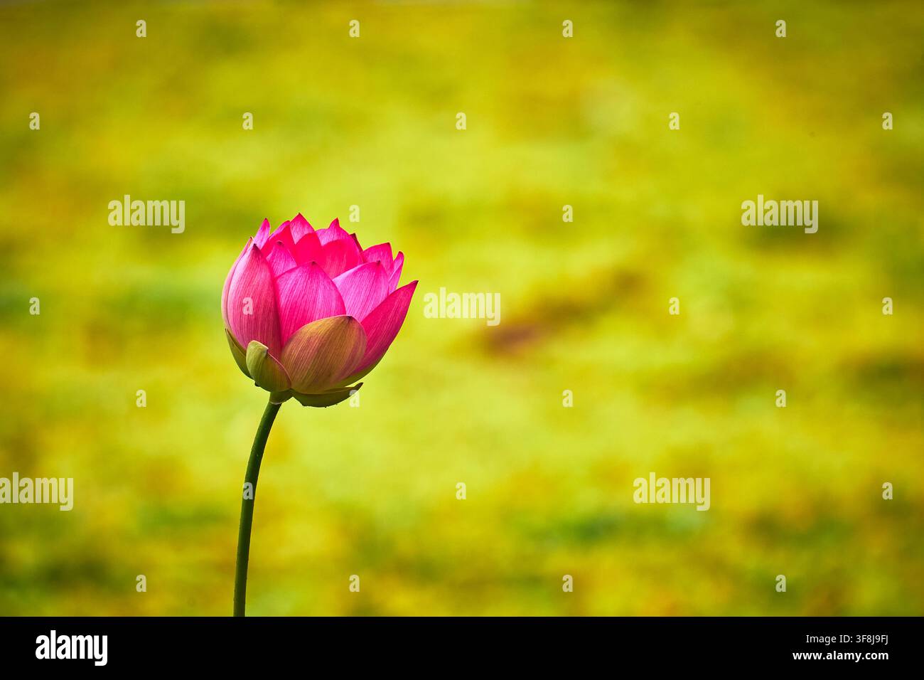 Fiore di loto rosa che sboccia con sfondo verde, natura in primo piano Foto Stock
