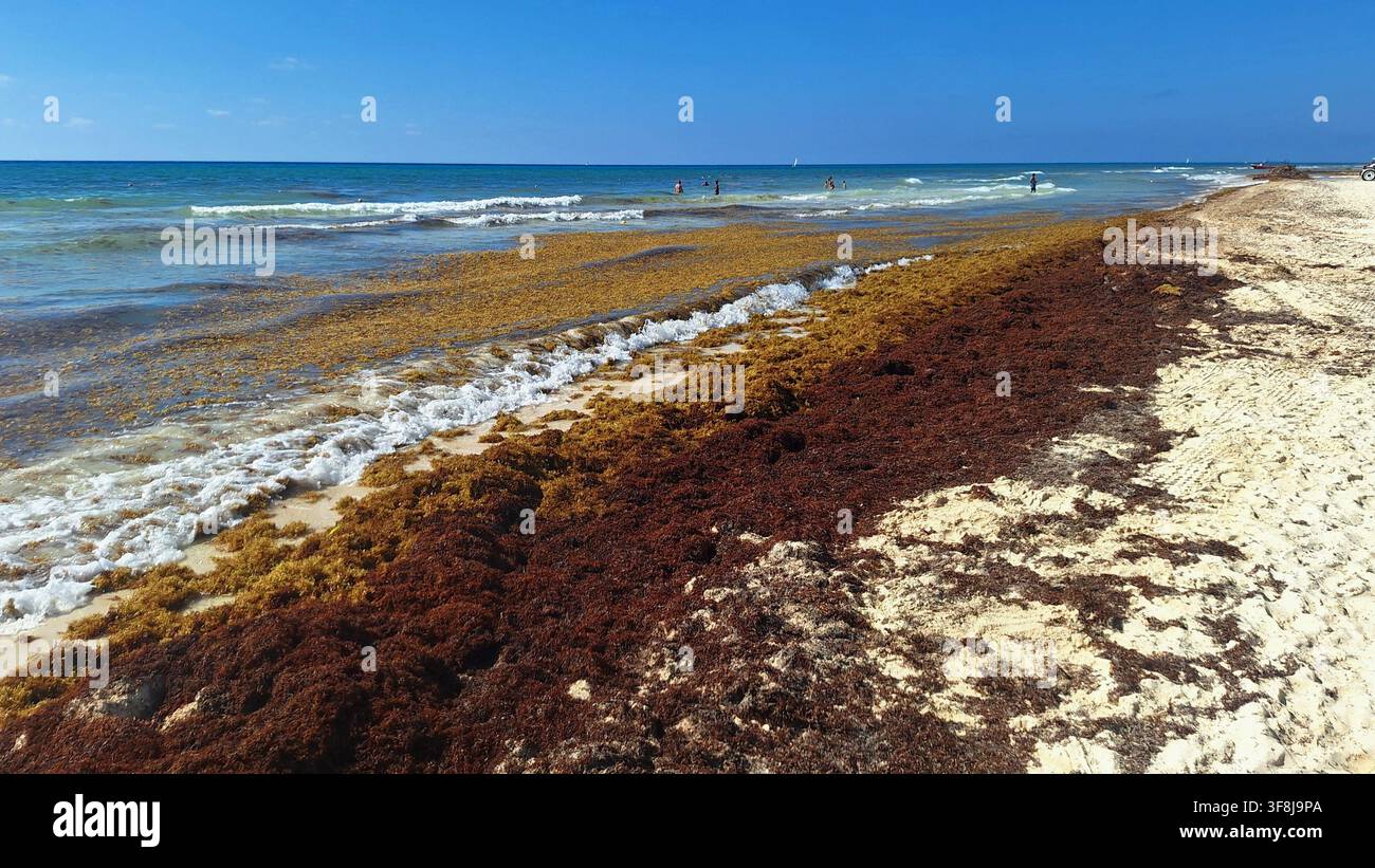 L'eccessivo alghe Sargassum coprono una spiaggia nei Caraibi. Un problema ambientale problematico. Foto Stock