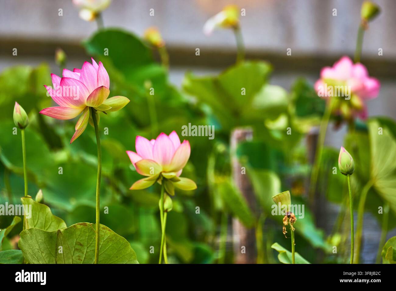 Fiore di loto rosa che sboccia tra le ninfee con foglie verdi rigogliose Foto Stock