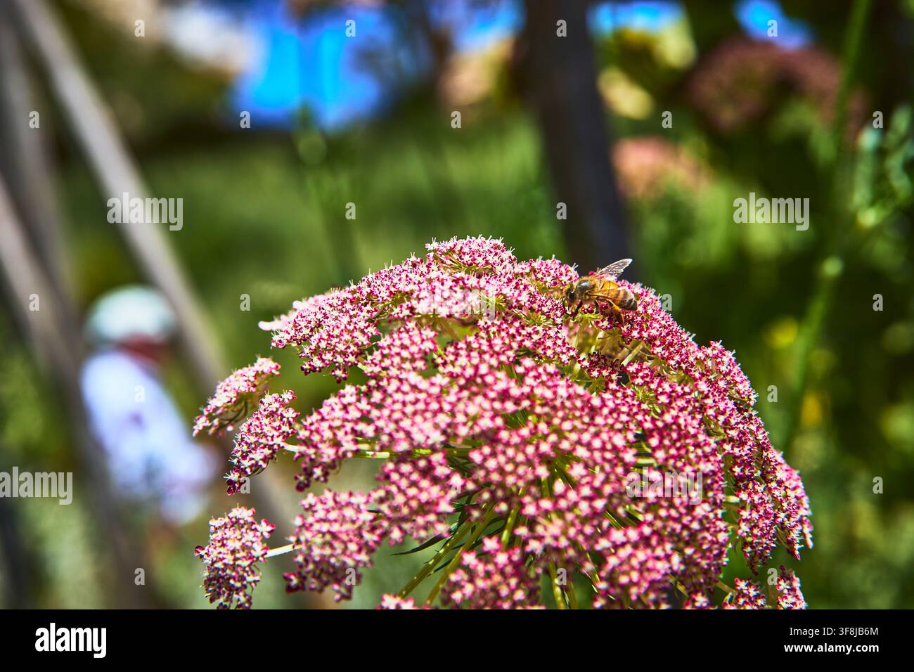 Api che impollina un fiore rosa in un giardino illuminato dal sole, primo piano Foto Stock